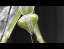カマキリなどを眺めるだけ