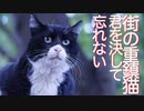 伝説の重鎮猫、最強の護り猫になる