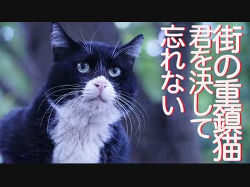 伝説の重鎮猫、最強の護り猫になる