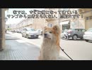 どこでも自然とハチ公感を出しちゃうイタリアの秋田犬”SANGO”♪