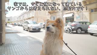 どこでも自然とハチ公感を出しちゃうイタリアの秋田犬”SANGO”♪