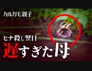 0531C①【見捨てられてなかった！迷子殺し翌日】悲劇の雛の母の帰還！も…【野鳥撮影と観察、解説】