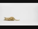 癒やし動画　(動物)
