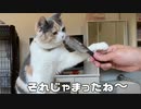 猫はブラシが嫌いなそうで・・・