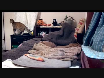 シロの部屋で大胆なコムギ　2022-10-11