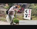 米欄有版 #七原くん 20221009「秋の味覚！栗拾い！！」(柴犬,終盤作戦会議も) #七原浩平