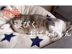 熟睡してピクピクするおばあちゃん猫が可愛すぎた