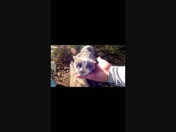 野良猫の喉をナデナデしたらうっとりしたｗ#Shorts【野良猫】【感動猫】