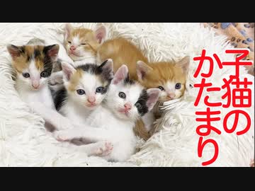 保護子猫6匹、子猫保育園に入園する