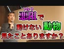 悪阻で動けない動物を見たことある？ #内海聡 #悪阻 【世界一嫌われ医者】