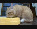 セキュリティ ガバガバの我が家です…