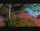 佛隆寺の彼岸花