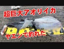 奇跡が起きた！超巨大春アオリイカがヤエン釣りで釣れちゃいました！福井県敦賀！