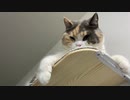 猫にドッキリは成功するかな？