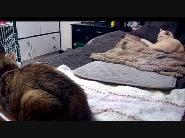 猫密になるまで　2022-10-12②