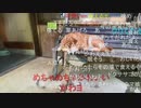 #七原くん 20221009「秋の味覚！栗拾い！！」統合米有版(柴犬,終盤作戦会議も) #七原浩平