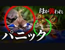 0531C②【しつこいオス鴨たちに追われる母】