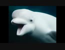 【NNIオリジナル】Beluga
