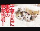 保護子猫6匹組、衝撃の事実が判明する