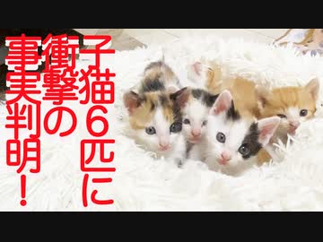 保護子猫6匹組、衝撃の事実が判明する