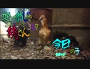 変なおじさんとこの　鶏さん３５９　今日はこの子１７