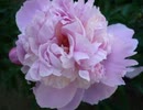 VTS_01_1_x264