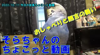 【2022年10月11日】セキセイインコのそらちゃん ちょこっと動画