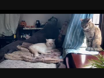 ねこ世界のルール①　2022-10-13