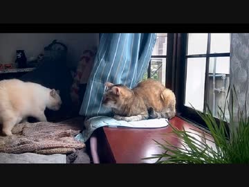 ねこ世界のルール②　2022-10-13