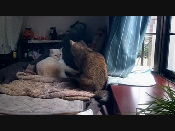 ねこ世界のルール③　2022-10-13