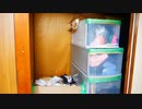 母猫の子育てをそっと覗き込む叔母猫【生後19日目-8】