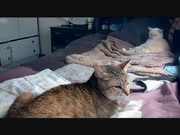 猫密になるまで①　2022-10-14