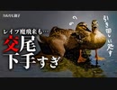 0531C③【交尾下手なレイプ魔】カルガモ親子。子殺しされた雛が増えた⁉置き去りヒナ。消えた親なし迷子【野鳥撮影と観察】
