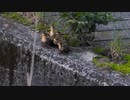 カモのエーシー親子　2日目①