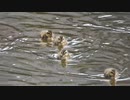 カモのエーシー親子　2日め②