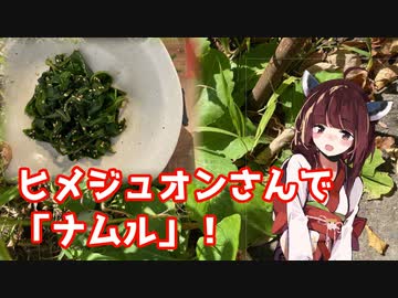 【思い切って野草を食べてみよう】#88 ヒメジュオンさんで「ナムル」！