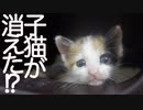 子猫保育園、さっそく子猫が行方不明