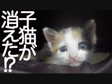 子猫保育園、さっそく子猫が行方不明