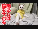 珍妙ウチューネコ、貫禄で猫をサボる