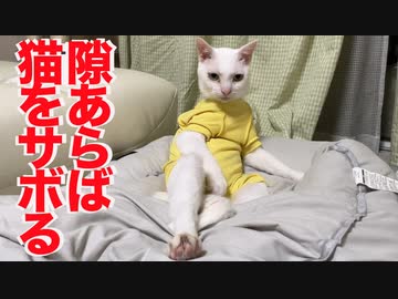 珍妙ウチューネコ、貫禄で猫をサボる