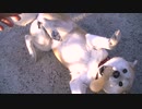 フガフガ甘えてくる柴犬が最高にかわいい