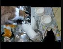 今週のおやつ（本隊）【蒼民家の猫々】