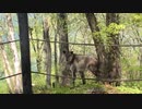 カモシカ