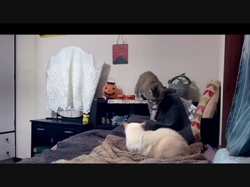 猫世界のルール　猫密になるまで　2022.10.15
