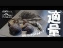 【第62回】ダシと草刈り（はち？）とトマト