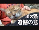 ボス猫、膝上で遺憾の意を表明