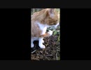 【実録！】とあるニャンコの早朝日課（そうちょうにっか）♫