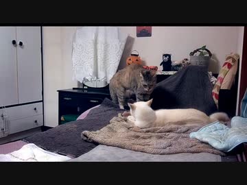 猫密になるまで①　2022-10-16