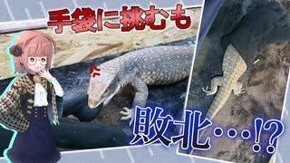 【爬虫類・サバンナモニター】オオトカゲが手袋と戦った結果……【ゆっくり飼育記録】