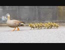 カルガモ親子のエーシー 2日め③